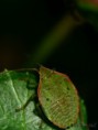 /album/hemiptera/edessa-meditabunda-2-jpg/